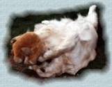[ Verspielt ]